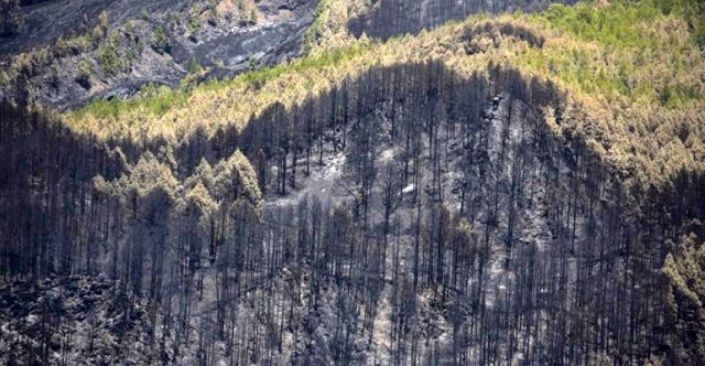 Ein abgebranntes Waldstück. Viele der verkohlten Bäume werden sich mit der Zeit wieder erholen. Foto: EFE