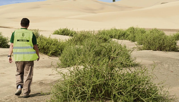 Miguel Ángel Peña freute sich auch über das Gedeihen der Sträucher der heimischen Art Traganum moquinii, bekannt als „Balancones“, die gepflanzt wurden, damit sie den Sand aufhalten und die Entstehung neuer Dünen begünstigen. Foto: Miguel Ángel Peña