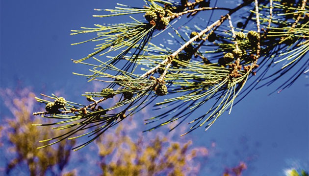Kleine Kiefer (Casuarina equisetifoliaa)