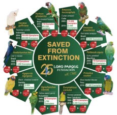 Schon zehn Papageienarten konnten dank der Loro Parque Fundación vor dem unmittelbar bevorstehenden Aussterben gerettet werden.