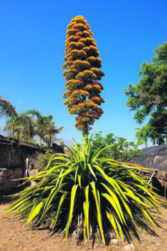 Diese wunderbare exotische Pflanze wurde Ende der 80er-Jahre im Jardín Botánico in Puerto de la Cruz gepflanzt. Foto: Gobierno de Canarias