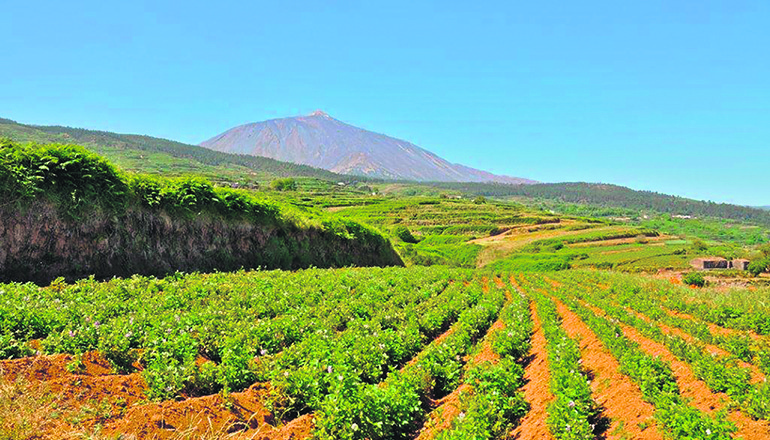 In vielen Teilen der Insel Teneriffa sind die Bauern mit ihrer Arbeit auf eine funktionierende Bewässerung angewiesen. Foto: Cabildo de Tenerife