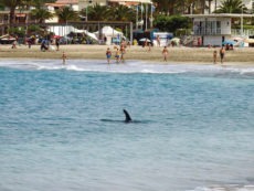 Der Delfin kam so nahe an den Strand, dass aus Sicherheitsgründen ein Badeverbot verhängt wurde. Foto: Gobierno de Canarias