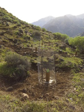 Nur mit Aufforstung kann der Wüstenbildung und Bodenerosion entgegengewirkt werden. Foto: Cabildo de Gran Canaria