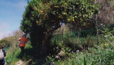 Der Zustand der alten Obstbäume wird analysiert, und es werden Maßnahmen zur Erhaltung der historischen Obstsorten ergriffen. Foto: Cabildo de Tenerife