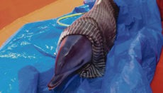 Das Delfin-Jungtier erwies sich als gesund und wurde ins Meer zurückgebracht. Foto: CABLP