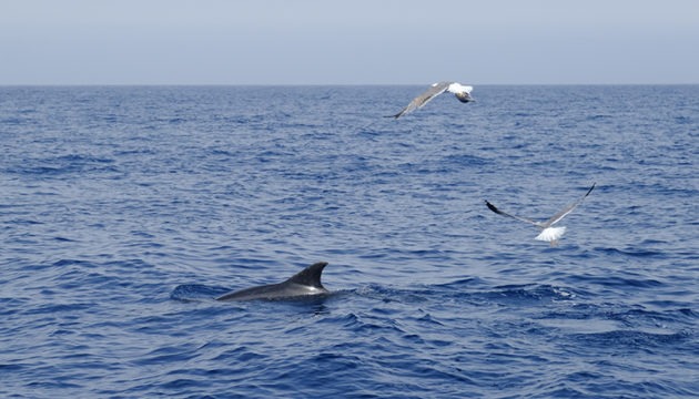 Die erste internationale Konferenz über Walbeobachtung wird größtenteils online durchgeführt. Foto: Cabildo de Tenerife