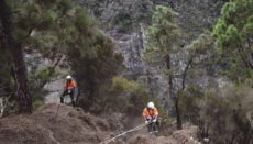 Forstarbeiter bei ihrer gelegentlich gefährlichen Arbeit in den bewaldeten Bergen von Teneriffa Foto: cabildo de tenerife