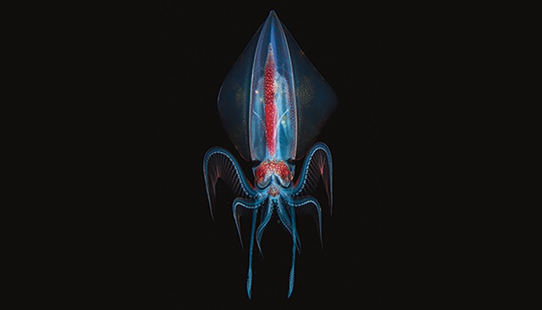 Zweiter Platz in der Kategorie „unter Wasser“: Foto von Marco Steiner (AT) mit dem Titel „Alien“