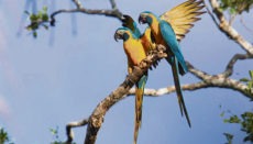In seiner Heimat Bolivien ist der Blaulatzara stark gefährdet. Der Restbestand dieser großen Papageienart beschränkt sich dort auf wenige Hundert Exemplare. Das Projekt zum Schutz dieser Art und um ihr Überleben zu sichern, wird von der Loro Parque Fundación auch 2021 unterstützt. Foto: loro Parque
