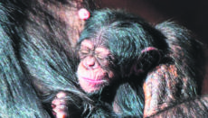 Das Schimpansenjunge verbringt seine ersten Lebenswochen in engstem Kontakt mit der Mutter. Foto: Loto Parque