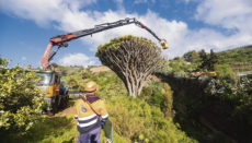 Der Drachenbaum in Pino Santo konnte dank der aufwendigen Behandlung gerettet werden. Foto: Cabildo de Gran Canaria