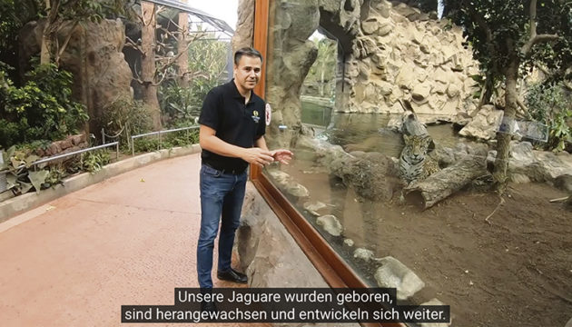 Über die Videos von Loro Parque LIVE, die regelmäßig veröffentlicht werden, können Zuschauer Rafael Zamora durch den Park folgen und viel Interessantes erfahren und entdecken.