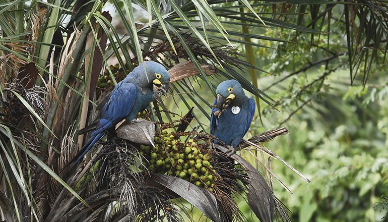 Foto: Loro Parque