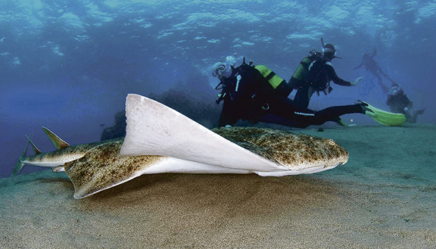 Engelhaie werden maximal 1,50 Meter groß. Da sie sandigen Boden bevorzugen, sind sie oft in Ufernähe am Strand zu finden. Foto: EFE (Universidad de Las Palmas de Gran Canaria)
