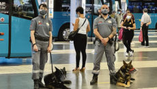 Die Deutschen Schäferhunde Cero und Oakley posieren gemeinsam mit ihren Hundeführern in ihrem neuen Einsatzort im Busbahnhof. Foto: Cabildo de Gran Canaria