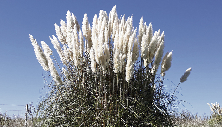 Das Amerikanische Pampasgras (Cortaderia selloana) wurde vor einigen Jahrzehnten auf die Kanaren eingeschleppt. Fotos: CAbildo de Tenerife/FERNANDO DE GOROCICA