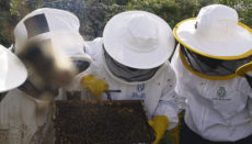 Die Bienenvölker sind ob der mehrjährigen Trockenheit und dem daraus resultierenden Nahrungsmangel geschwächt und bedürfen der besonderen Pflege durch die Imker. Foto: Cabildo de Tenerife