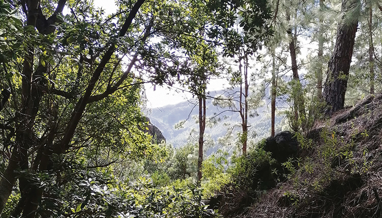 Foto: CAbildo de LA Gomera