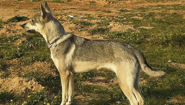 Lobito Herreño Foto: LA MANADA CC BY-SA 3.0