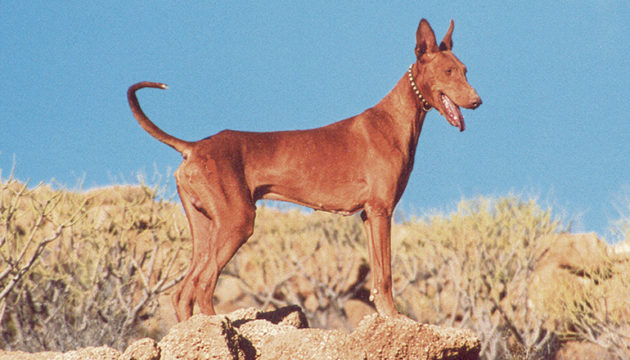 Podenco Canario Foto: JAN EDUARD CC BY-SA 3.0