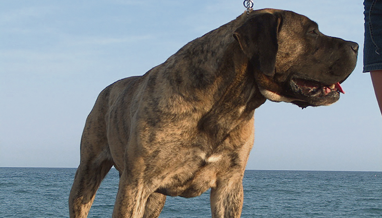 Presa Canario Foto: CANECORSODOG CC BY-SA