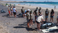 Zugegeben: In Bezug auf Masse und Gewicht ist der Unterschied beträchtlich. Trotzdem konnten die Freiwilligen mithilfe der aufblasbaren Gummi-Orcas den Rettungsplan durchspielen. Foto: efe