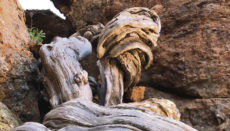 Der älteste Baum Europas ist ein Zedern-Wacholder am Teide. Foto: Cab TF