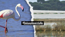 Der WWF hat eine Unterschriftenaktion zur Rettung von Doñana gestartet.