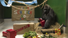 Der Gorilla Schorsch feierte seinen 50. Geburtstag. Foto: LP
